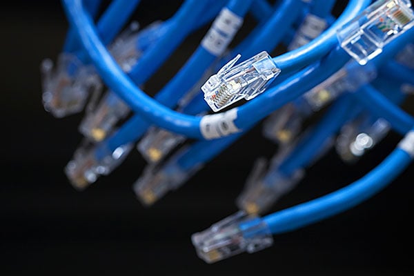 A collection of bright blue ethernet cables.