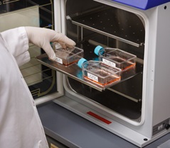 Brady example foto sample identification