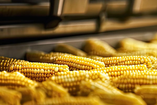 Large vat of shucked ears of corn.