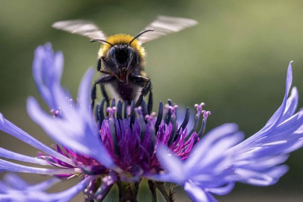 bee on a flower