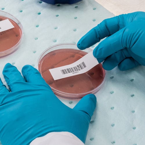 A hand applying a label to a petri dish