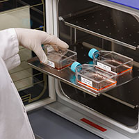 A workers removes culture flasks with heat resistant labels from an autoclave.