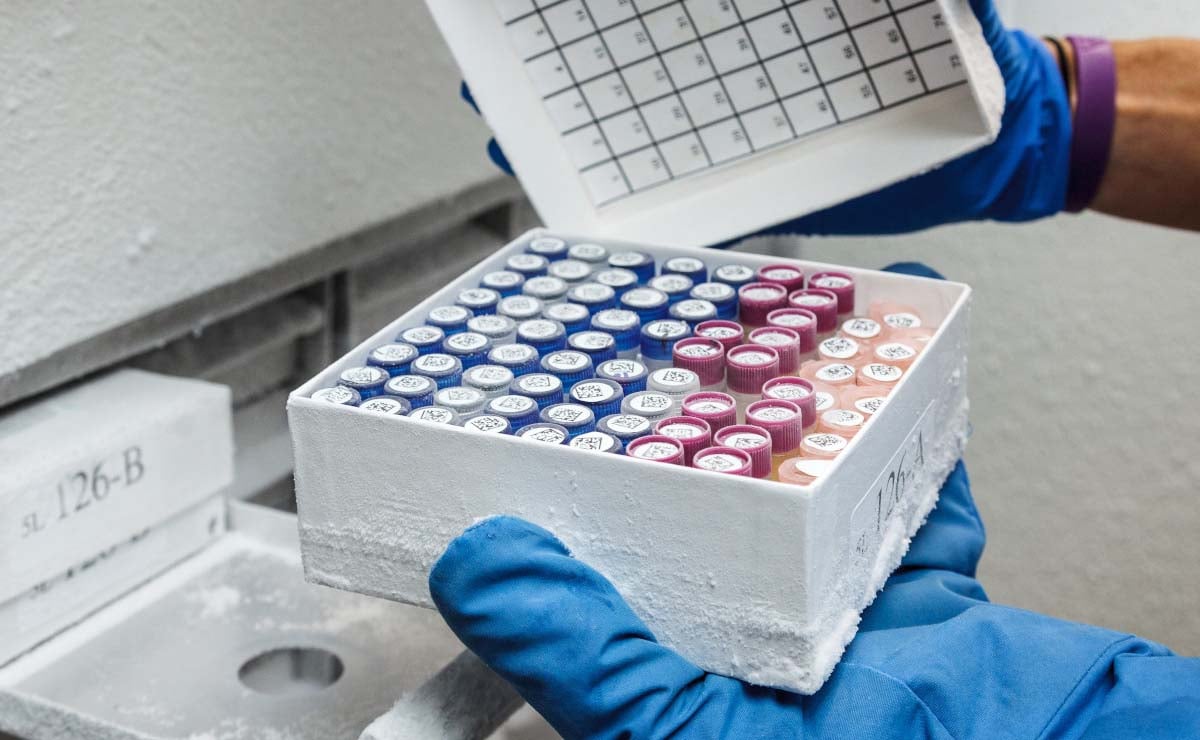 Vials in a frozen box